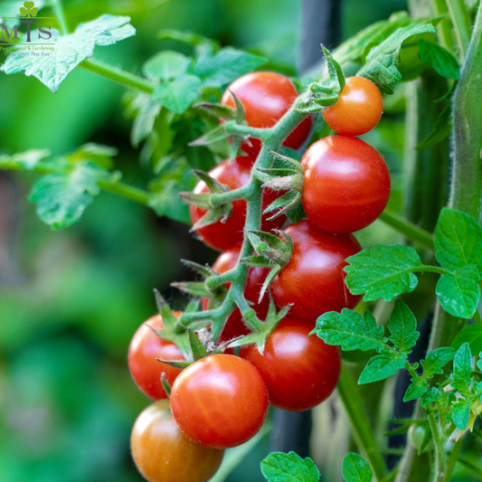 Tomato Seeds – High Germination Vegetable Seeds for Home Gardening