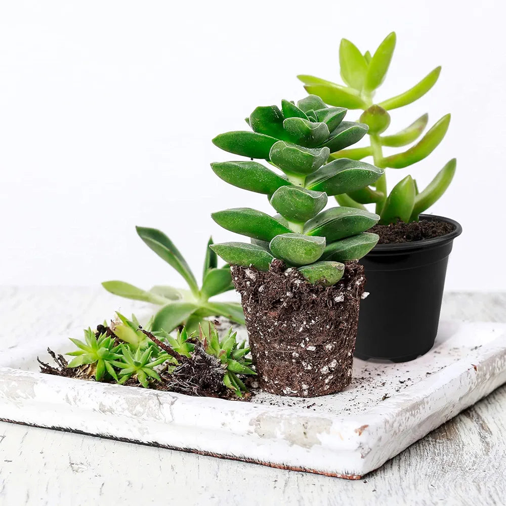 Plastic Pots 5 Inch – Durable Plant Pots for Indoor & Outdoor Use (PACK OF 3, 5 & 10)