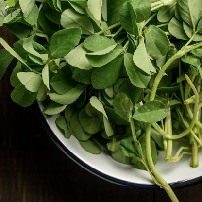 Methi (Fenugreek) Seeds – High Germination Herb Seeds for Home Gardening
