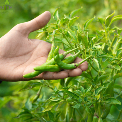 Green Chilli Seeds – High Germination Vegetable Seeds for Home Gardening
