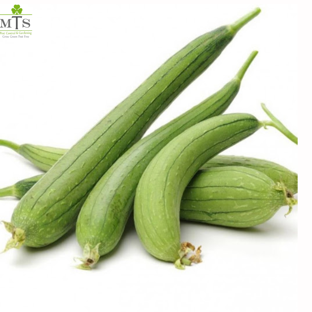 Turayi Seeds (Ridge Gourd) – High Germination Vegetable Seeds for Home Gardening