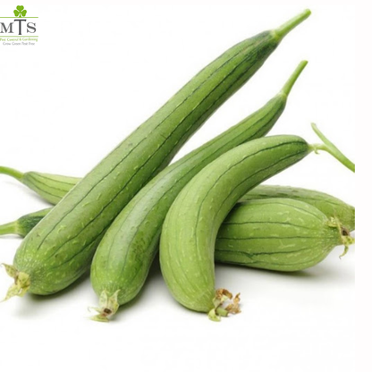 Turayi Seeds (Ridge Gourd) – High Germination Vegetable Seeds for Home Gardening