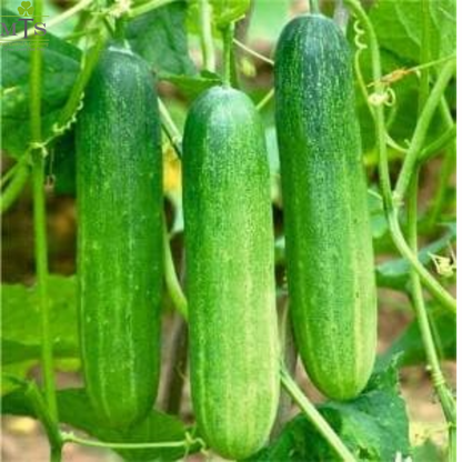 Cucumber Seeds – High Germination Vegetable Seeds for Home Gardening