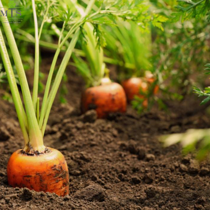 Carrot Seeds – High Germination Vegetable Seeds for Home Gardening