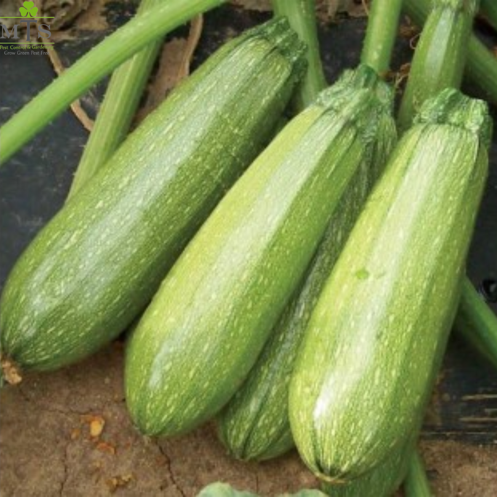 Squash Seeds – High Germination Vegetable Seeds for Home Gardening