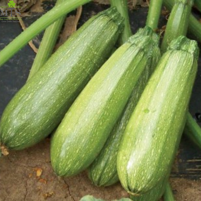 Squash Seeds – High Germination Vegetable Seeds for Home Gardening