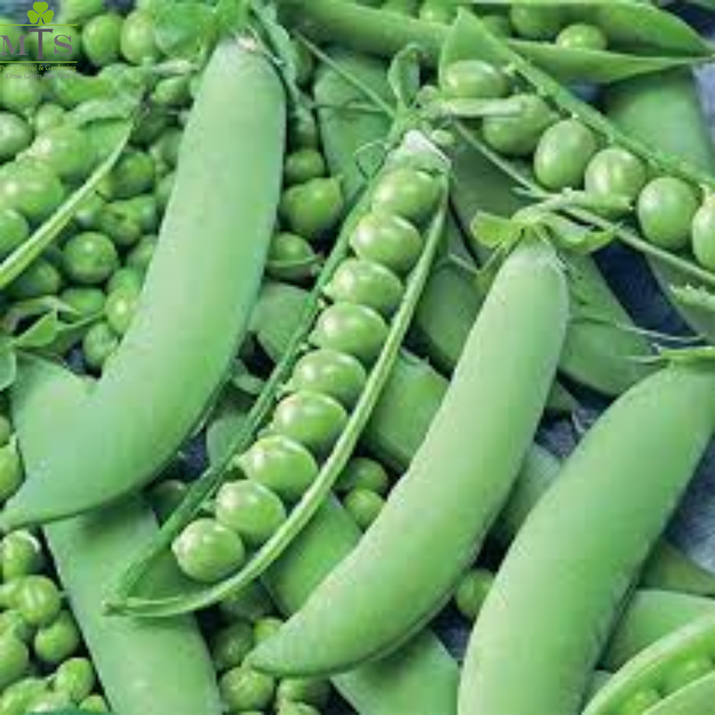 Peas Seeds (Matar) – High Germination Vegetable Seeds for Home Gardening