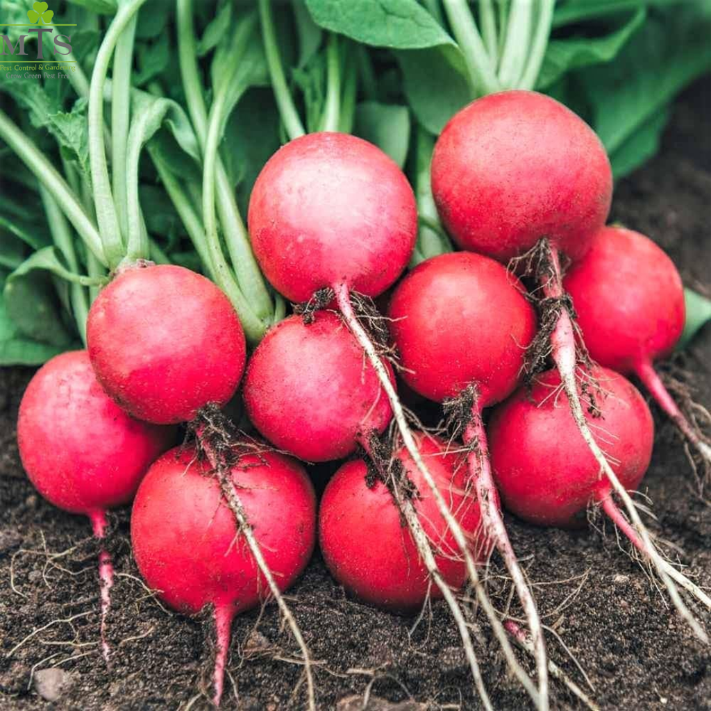 Red Radish Seeds – High Germination Vegetable Seeds for Home Gardening