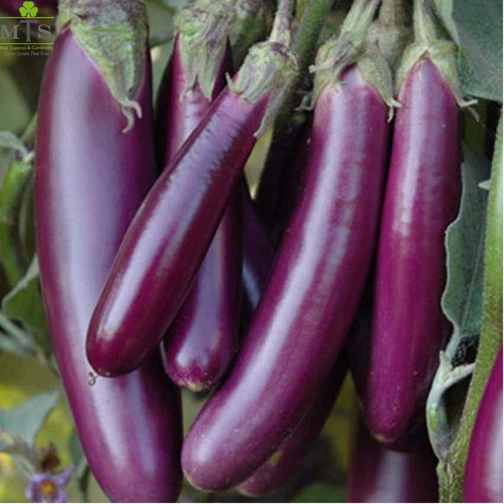 Lamba Baingan (Long Brinjal) Seeds – High Germination Vegetable Seeds for Home Gardening