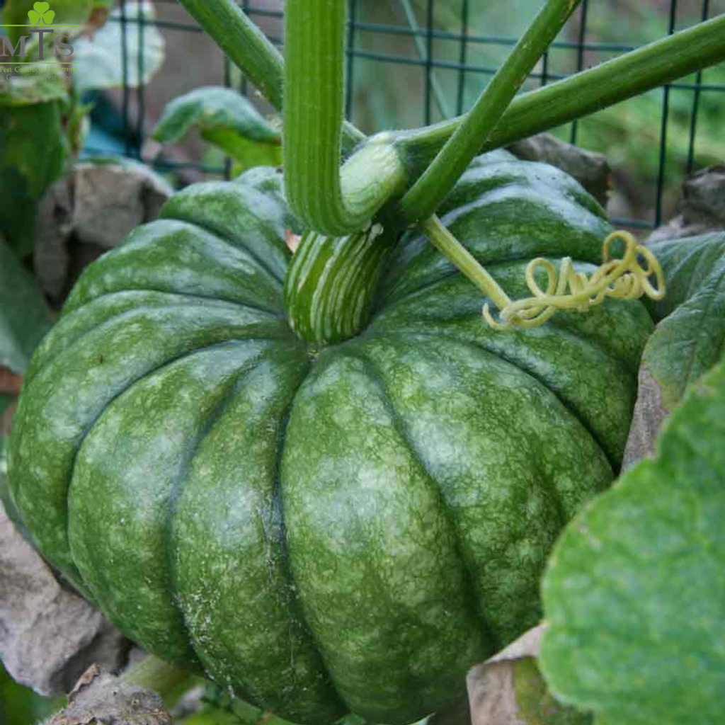 Pumpkin Seeds (Kaddu) – High Germination Vegetable Seeds for Home Gardening