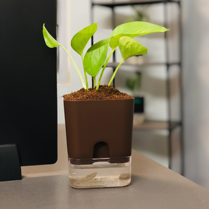 Self Watering Plant Pot with Built-In Reservoir (Pot Only)