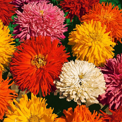 Zinnia Burpeeana Mixed Seeds – Large Double Dahlia Flower Zinnia for Garden Beds & Cut Flowers