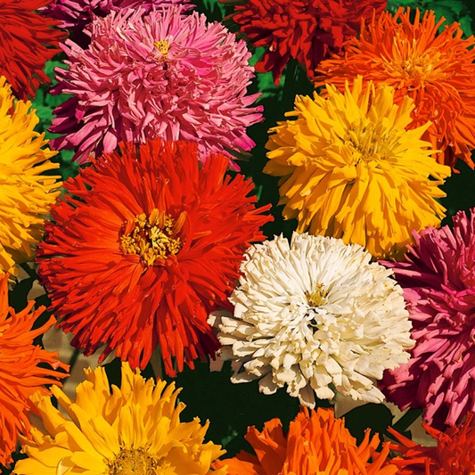 Zinnia Burpeeana Mixed Seeds – Large Double Dahlia Flower Zinnia for Garden Beds & Cut Flowers