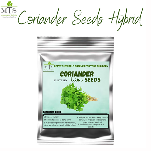 Coriander Seeds (Dhaniya Seeds) – High Germination Herb Seeds for Home Gardening