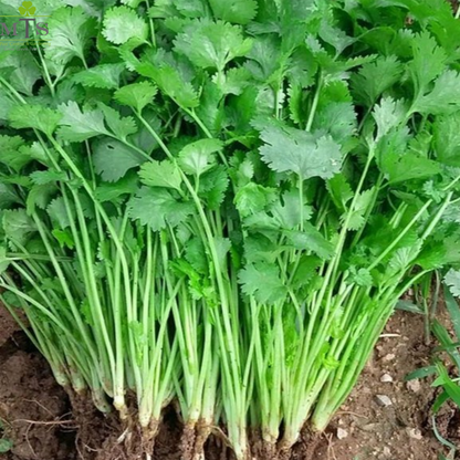 Coriander Seeds (Dhaniya Seeds) – High Germination Herb Seeds for Home Gardening