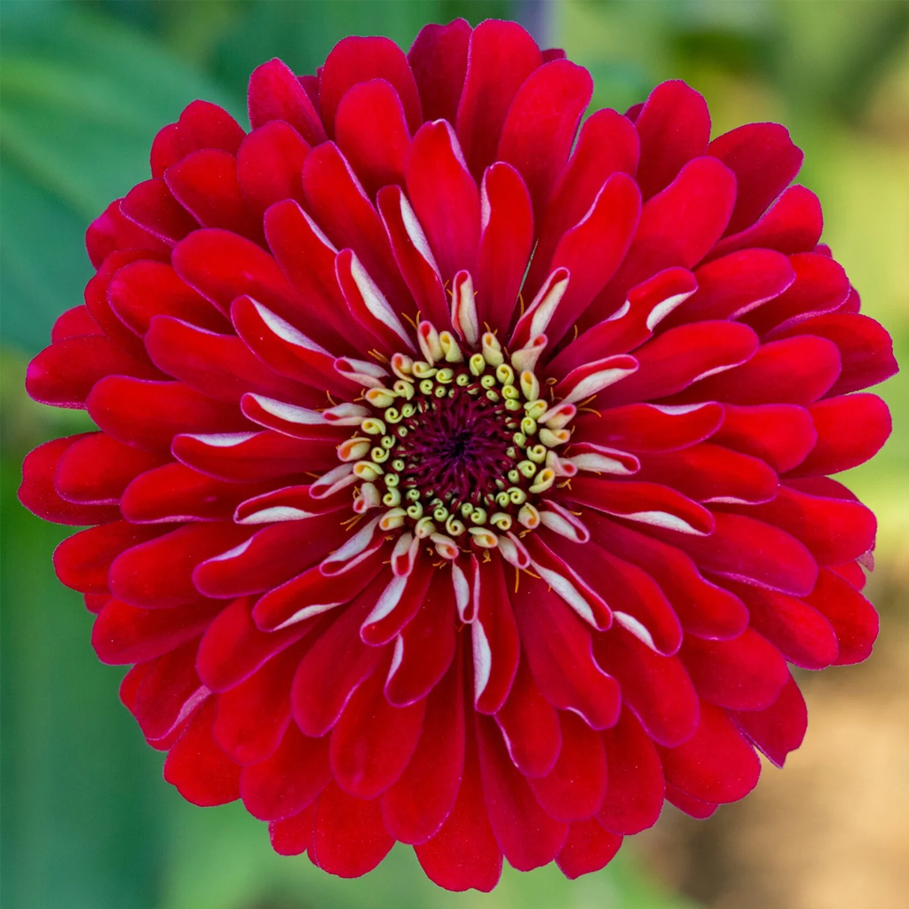 Zinnia Deep Red Seeds – Rich Red Flower Seeds for Home Gardening