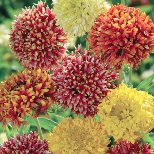Gaillardia Seeds – Blanket Flower Mixed Colors for Pots & Garden Beds
