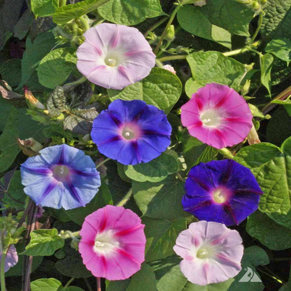 Ipomoea Seeds – Morning Glory Mixed Climbing Flower for Walls & Trellises