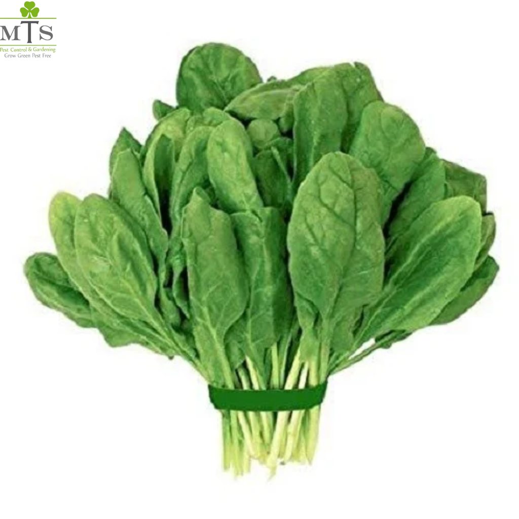 Spinach Seeds (Palak Seeds) – High Germination Vegetable Seeds for Home Gardening