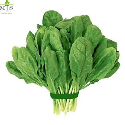 Spinach Seeds (Palak Seeds) – High Germination Vegetable Seeds for Home Gardening