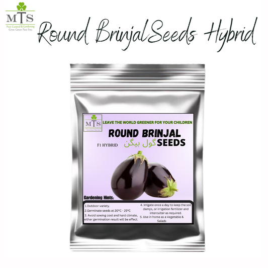 Round Brinjal Seeds (Gol Baingan) – High Germination Vegetable Seeds for Home Gardening