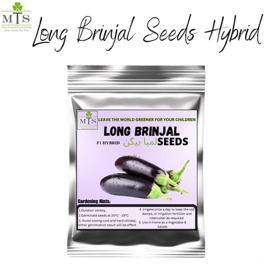 Lamba Baingan (Long Brinjal) Seeds – High Germination Vegetable Seeds for Home Gardening