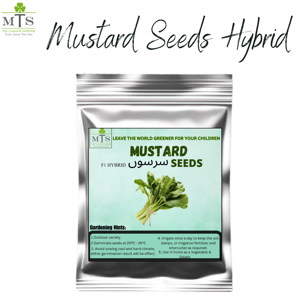 Mustard Seeds (Sarson) – High Germination Vegetable Seeds for Home Gardening