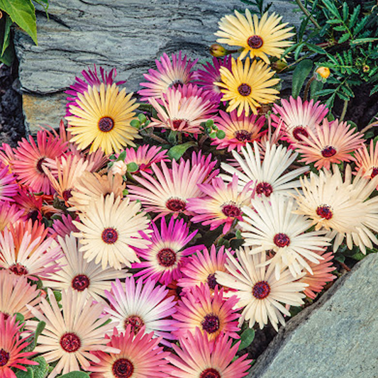 Mesembryanthemum Seeds – Livingstone Daisy Mixed Colors for Pots & Ground Cover