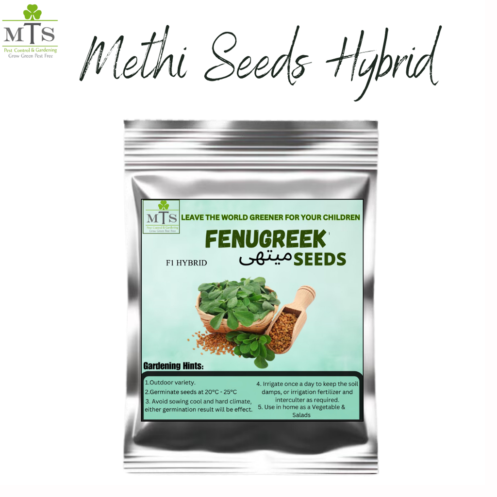 Methi (Fenugreek) Seeds – High Germination Herb Seeds for Home Gardening