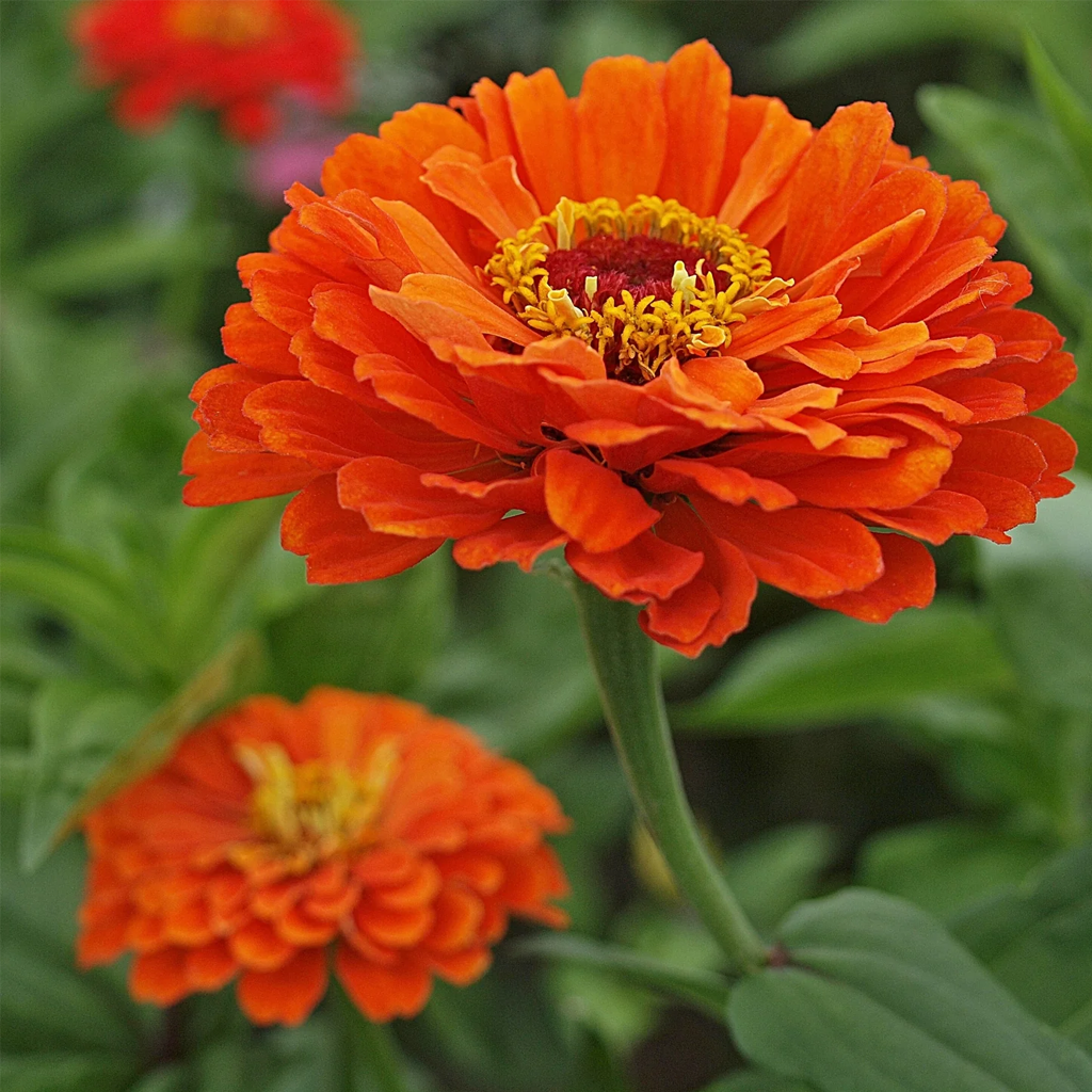 zinnia dahlia white, white zinnia seeds, double zinnia seeds, flower seeds, cut flowers, ornamental plants