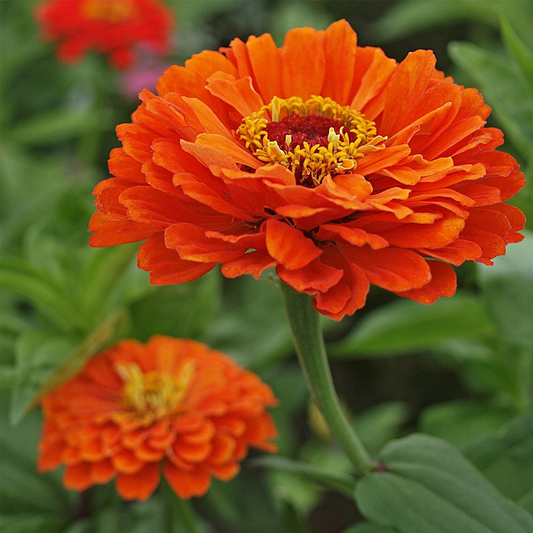 zinnia dahlia white, white zinnia seeds, double zinnia seeds, flower seeds, cut flowers, ornamental plants