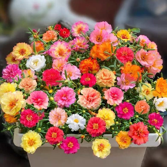 Portulaca Seeds – Moss Rose Mixed Colors for Pots, Hanging Baskets & Ground Cover