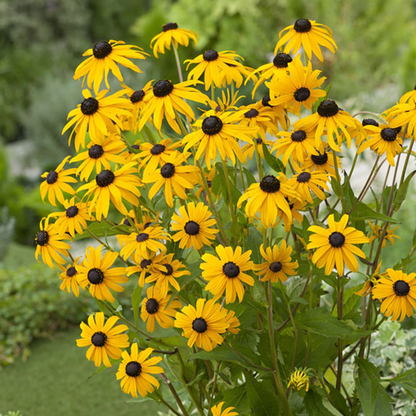 Rudbeckia Seeds (Black-Eyed Susan) – Bright Yellow Flower Seeds for Home Gardening