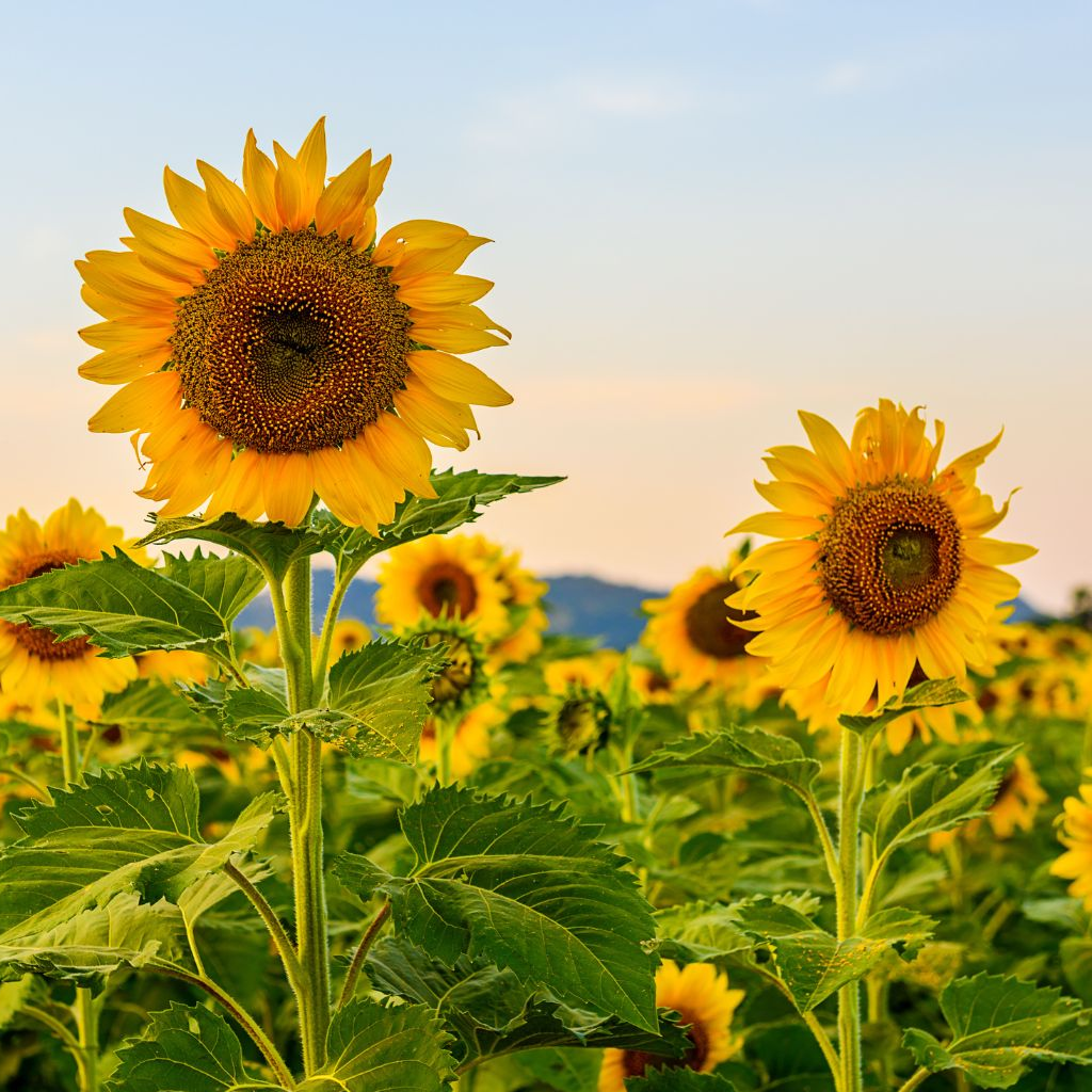 Sunflower Big Smile Seeds – Dwarf Yellow Sunflower Seeds for Home Gardening