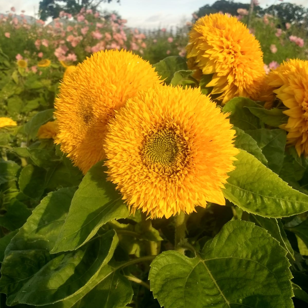 Sunflower Teddy Bear Seeds – Dwarf Double Yellow Sunflower for Pots & Gardens