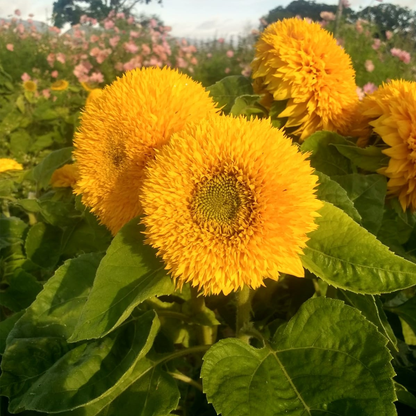 Sunflower Teddy Bear Seeds – Dwarf Double Yellow Sunflower for Pots & Gardens