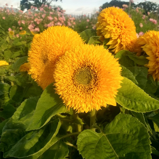 Sunflower Teddy Bear Seeds – Dwarf Double Yellow Sunflower for Pots & Gardens
