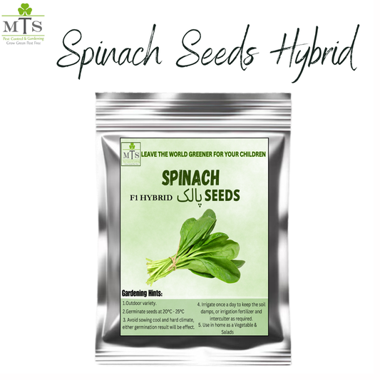 Spinach Seeds (Palak Seeds) – High Germination Vegetable Seeds for Home Gardening