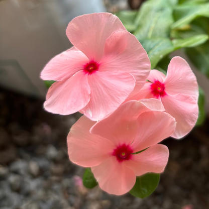 Vinca Apricot Seeds – Dwarf Periwinkle Soft Peach Flower for Pots & Borders