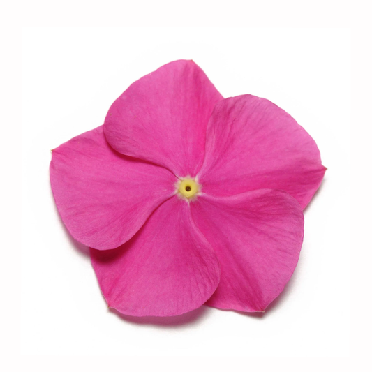 Vinca Dwarf Deep Pink Seeds – Compact Periwinkle Flower for Pots & Borders