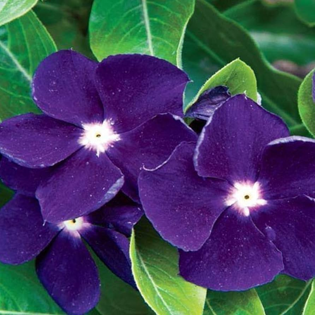 Vinca Purple Seeds – Dwarf Periwinkle Purple Flower for Pots & Borders