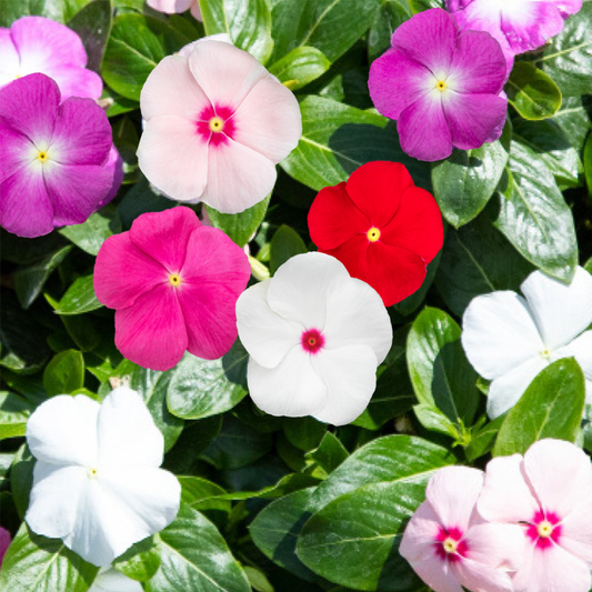 Vinca Pacific Mixed Seeds – Colorful Periwinkle Flower Seeds for Home Gardening