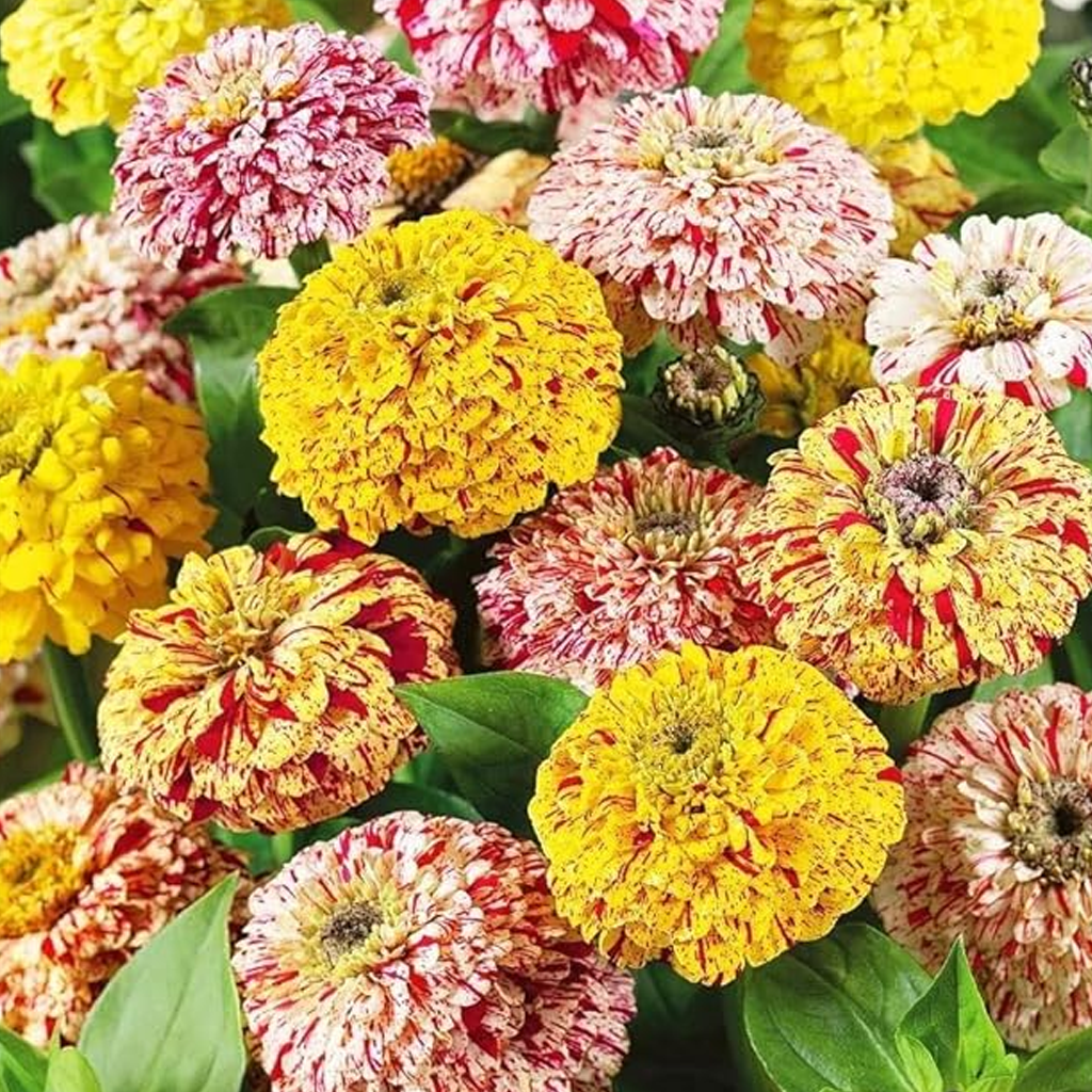 Zinnia Candy Stripe Mixed Seeds – Striped & Bi-Color Zinnia for Pots & Garden Beds