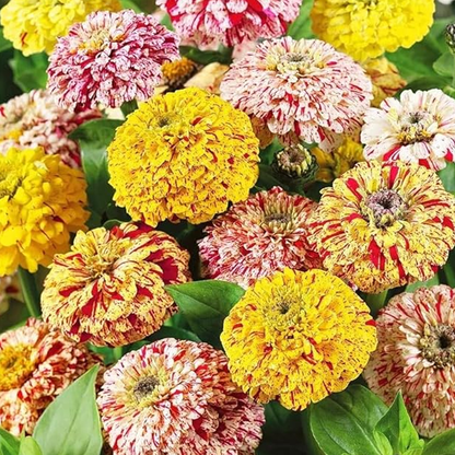 Zinnia Candy Stripe Mixed Seeds – Striped & Bi-Color Zinnia for Pots & Garden Beds