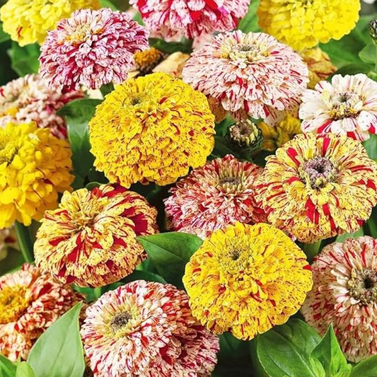 Zinnia Candy Stripe Mixed Seeds – Striped & Bi-Color Zinnia for Pots & Garden Beds