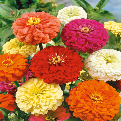 Zinnia Mixed Seeds – Multi-Color Zinnia Flower Seeds for Home Gardening