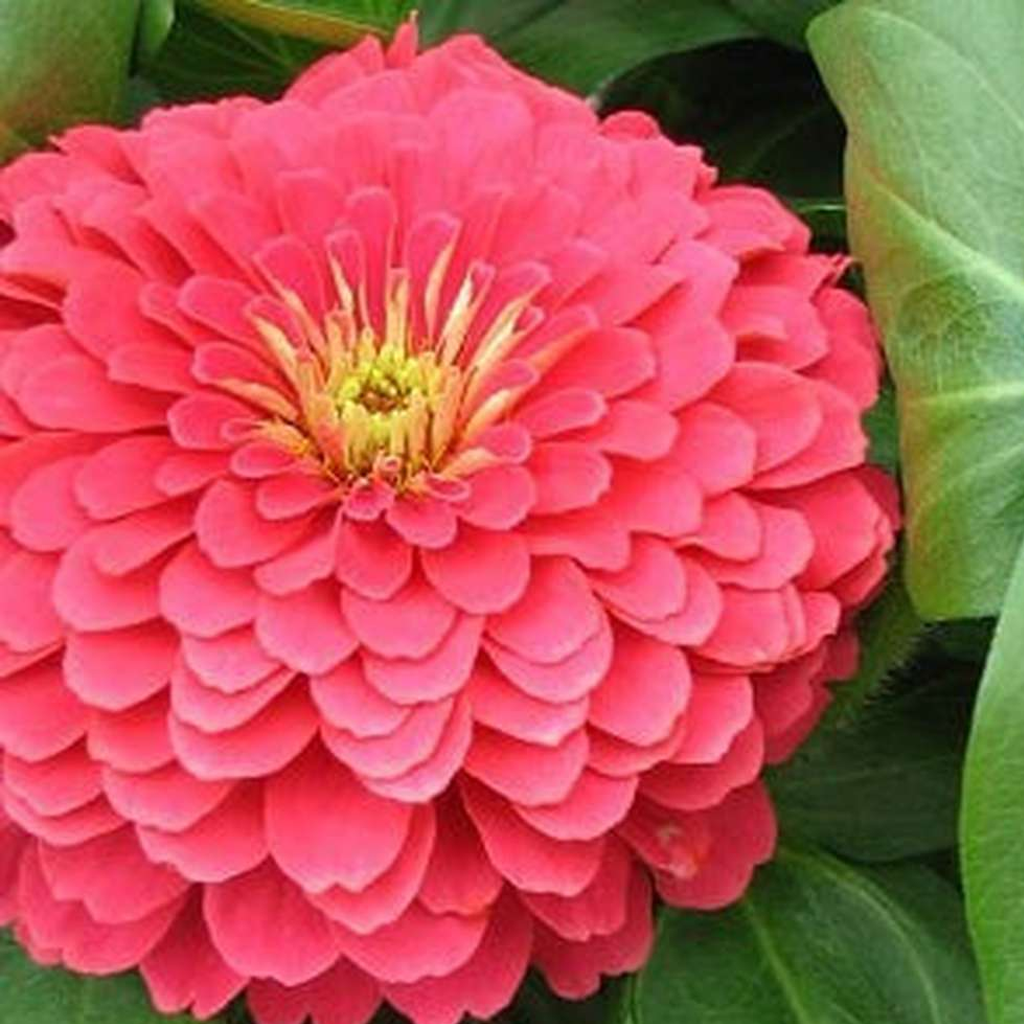 Zinnia Deep Rose Seeds – Rich Rose Pink Flower Seeds for Home Gardening