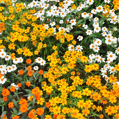 Zinnia Linearis Mixed Seeds – Fine Leaf Multi-Color Zinnia for Pots & Borders
