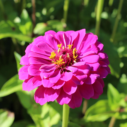 Zinnia Purple Seeds – Vibrant Purple Flower Seeds for Home Gardening