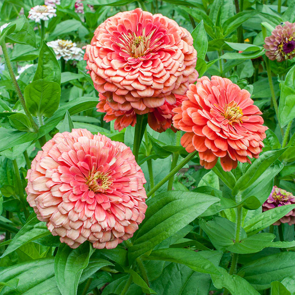 Zinnia Salmon Seeds – Soft Salmon Pink Flower Seeds for Home Gardening